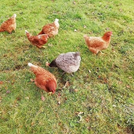 הוליוול Pantasaph Farm B&B מראה חיצוני תמונה